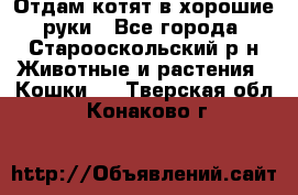 Отдам котят в хорошие руки - Все города, Старооскольский р-н Животные и растения » Кошки   . Тверская обл.,Конаково г.